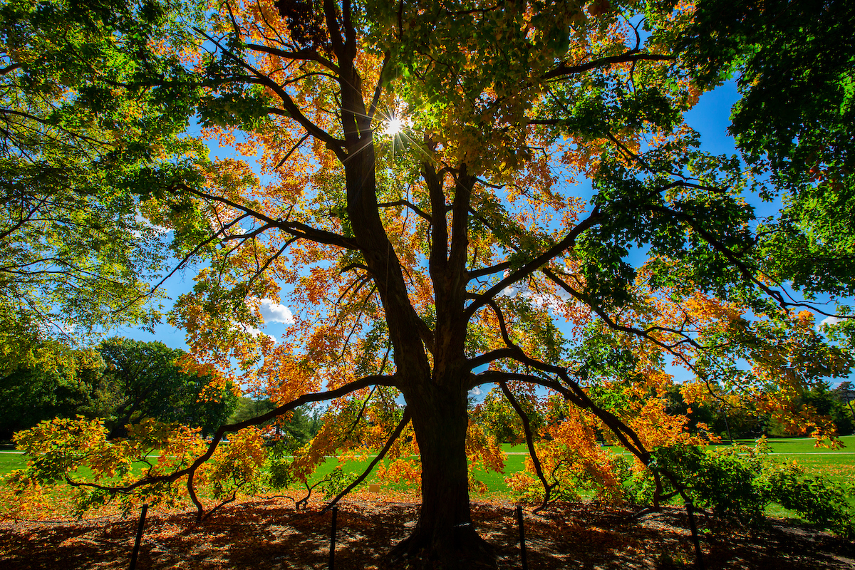Campus Tree in the Fall